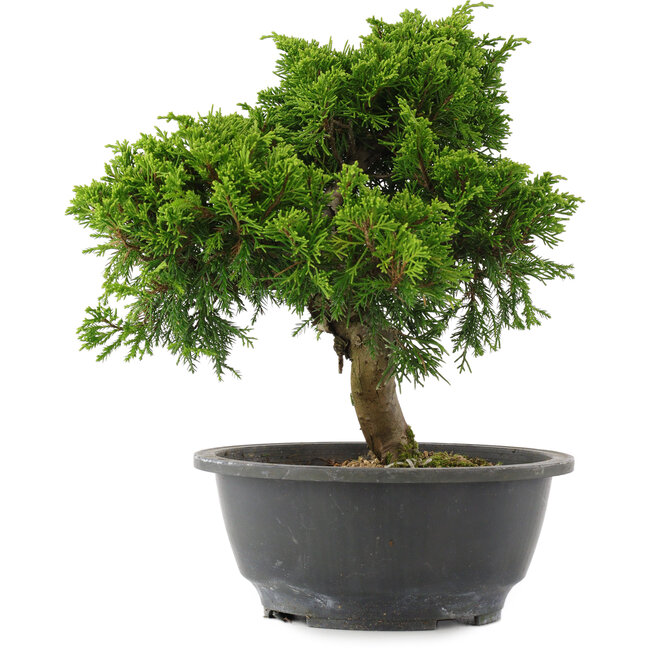 Juniperus chinensis, 26 cm, ± 15 years old