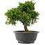 Juniperus chinensis, 26 cm, ± 15 jaar oud