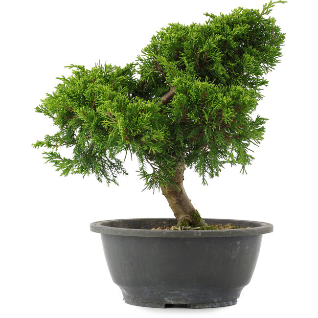 Juniperus chinensis, 26 cm, ± 15 jaar oud