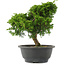 Juniperus chinensis, 26 cm, ± 15 jaar oud