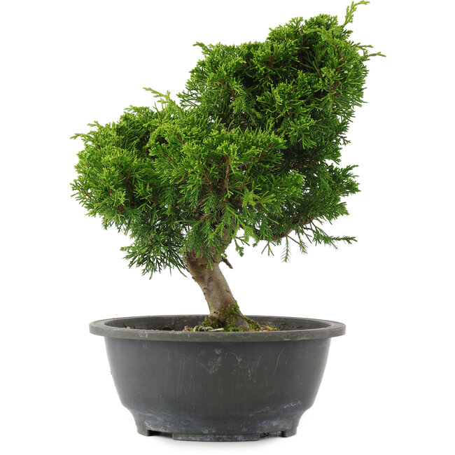 Juniperus chinensis, 26 cm, ± 15 años