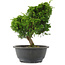 Juniperus chinensis, 26 cm, ± 15 jaar oud