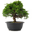 Juniperus chinensis, 23 cm, ± 15 Jahre alt