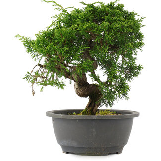 Juniperus chinensis, 24,5 cm, ± 15 Jahre alt