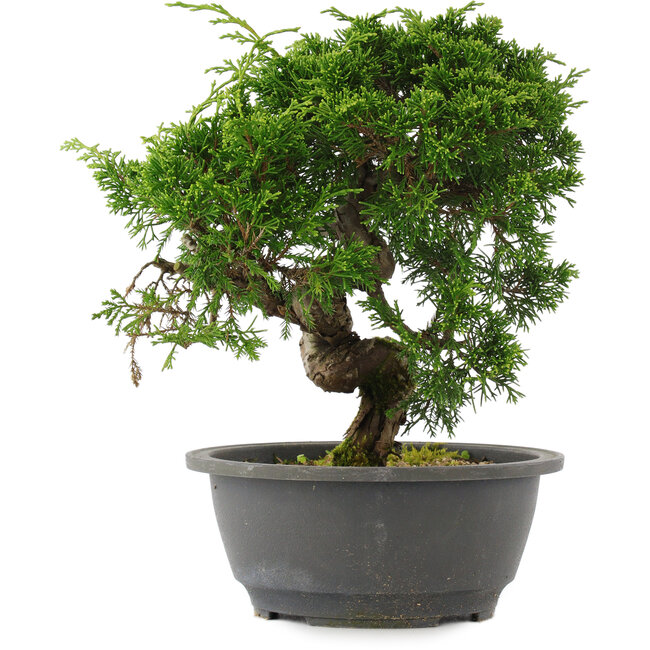 Juniperus chinensis, 24,5 cm, ± 15 Jahre alt