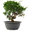 Juniperus chinensis, 24,5 cm, ± 15 Jahre alt