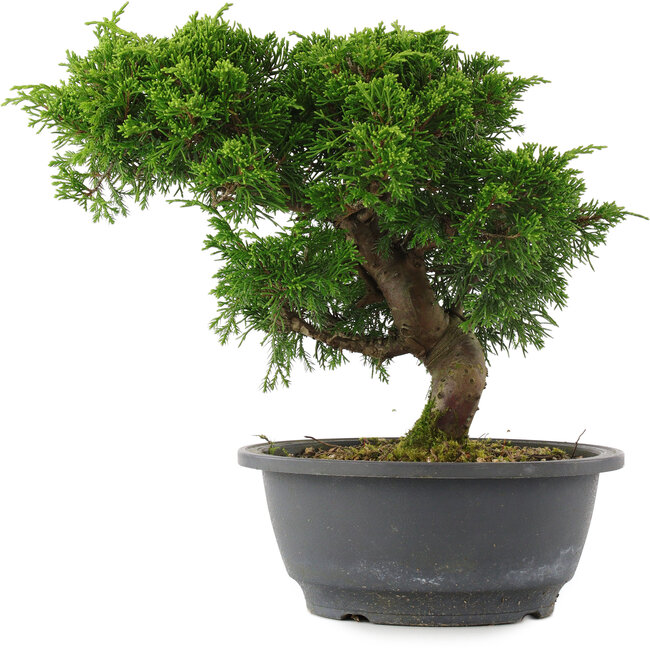 Juniperus chinensis, 23 cm, ± 15 jaar oud