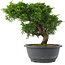 Juniperus chinensis, 23 cm, ± 15 jaar oud