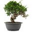 Juniperus chinensis, 24,5 cm, ± 15 Jahre alt