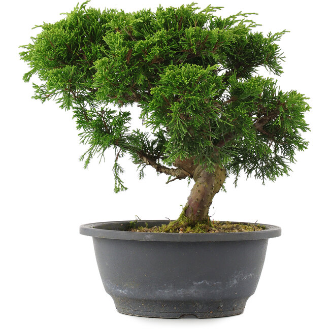 Juniperus chinensis, 23 cm, ± 15 anni