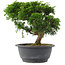 Juniperus chinensis, 23 cm, ± 15 jaar oud