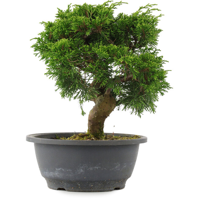 Juniperus chinensis, 23 cm, ± 15 years old