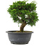 Juniperus chinensis, 23 cm, ± 15 jaar oud