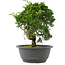 Juniperus chinensis, 24,5 cm, ± 15 Jahre alt