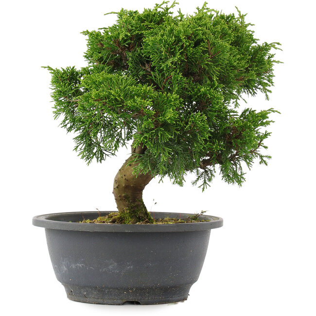 Juniperus chinensis, 23 cm, ± 15 jaar oud