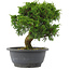 Juniperus chinensis, 23 cm, ± 15 jaar oud