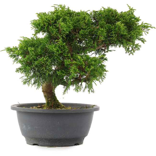 Juniperus chinensis, 23 cm, ± 15 years old