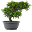 Juniperus chinensis, 23 cm, ± 15 jaar oud