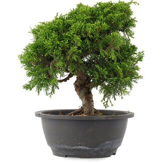 Juniperus chinensis, 23,5 cm, ± 15 jaar oud