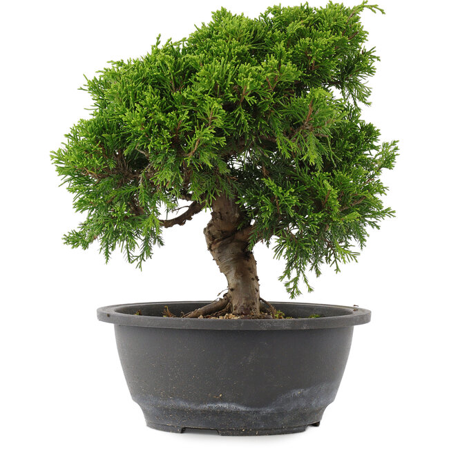 Juniperus chinensis, 23,5 cm, ± 15 jaar oud