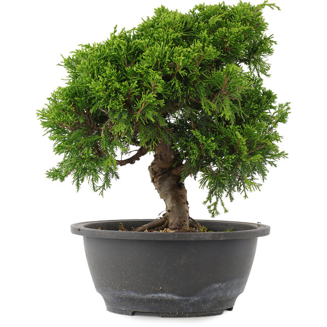 Juniperus chinensis, 23,5 cm, ± 15 Jahre alt