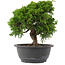Juniperus chinensis, 23,5 cm, ± 15 jaar oud