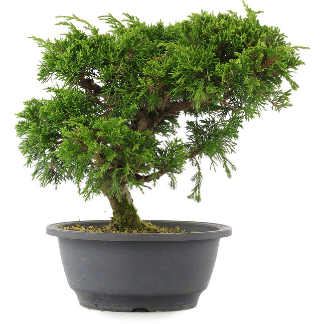 Juniperus chinensis, 23 cm, ± 15 ans