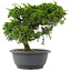 Juniperus chinensis, 23 cm, ± 15 jaar oud