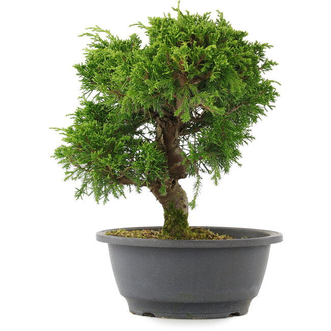 Juniperus chinensis, 23 cm, ± 15 anni