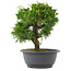 Juniperus chinensis, 23 cm, ± 15 years old