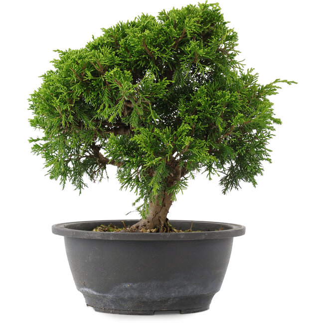 Juniperus chinensis, 23,5 cm, ± 15 jaar oud