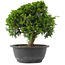 Juniperus chinensis, 23,5 cm, ± 15 jaar oud