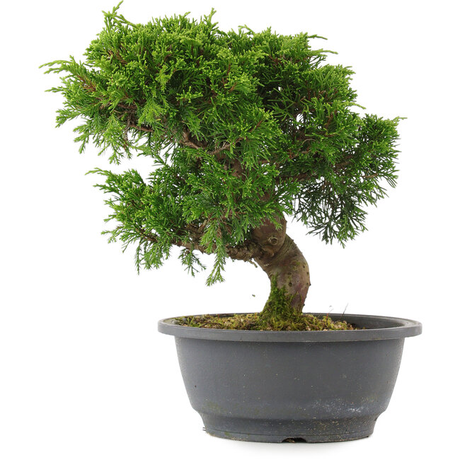 Juniperus chinensis, 23 cm, ± 15 jaar oud