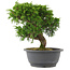 Juniperus chinensis, 23 cm, ± 15 jaar oud