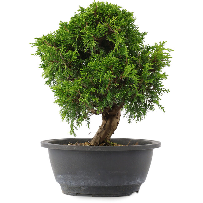 Juniperus chinensis, 23,5 cm, ± 15 ans