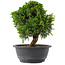 Juniperus chinensis, 23,5 cm, ± 15 jaar oud