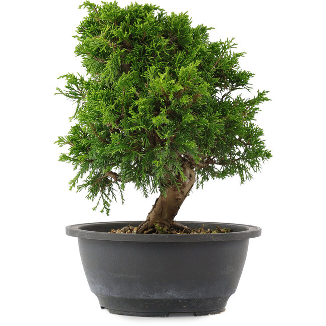 Juniperus chinensis, 23,5 cm, ± 15 años