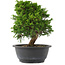 Juniperus chinensis, 23,5 cm, ± 15 jaar oud