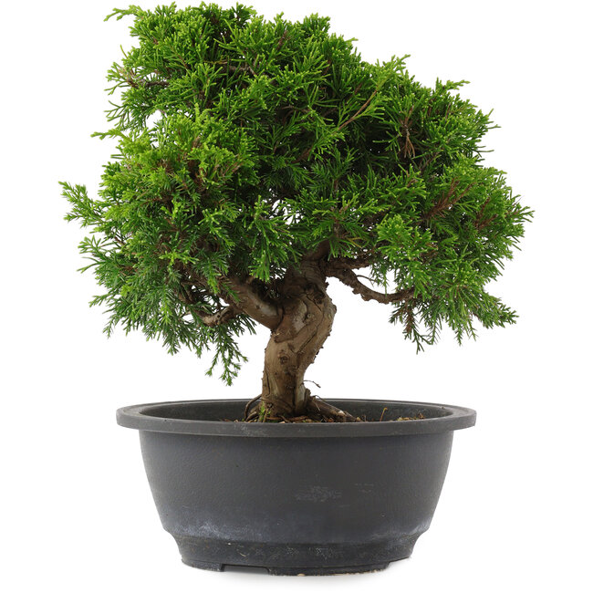 Juniperus chinensis, 23,5 cm, ± 15 years old