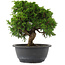 Juniperus chinensis, 23,5 cm, ± 15 jaar oud