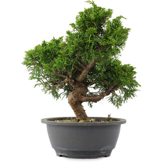 Juniperus chinensis, 27 cm, ± 15 jaar oud