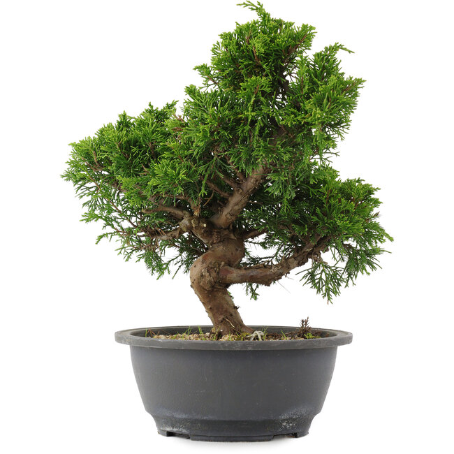 Juniperus chinensis, 27 cm, ± 15 jaar oud