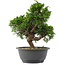 Juniperus chinensis, 27 cm, ± 15 jaar oud