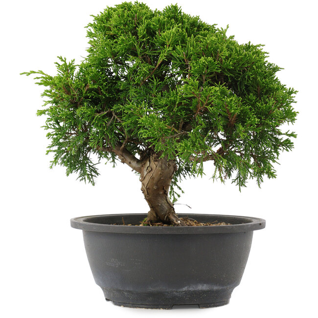 Juniperus chinensis, 23,5 cm, ± 15 Jahre alt