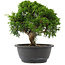 Juniperus chinensis, 23,5 cm, ± 15 jaar oud