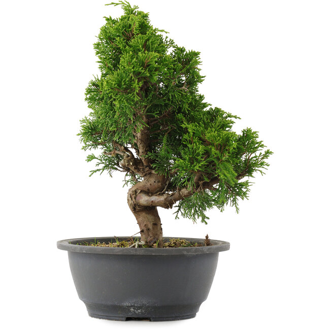 Juniperus chinensis, 27 cm, ± 15 ans
