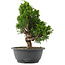 Juniperus chinensis, 27 cm, ± 15 jaar oud