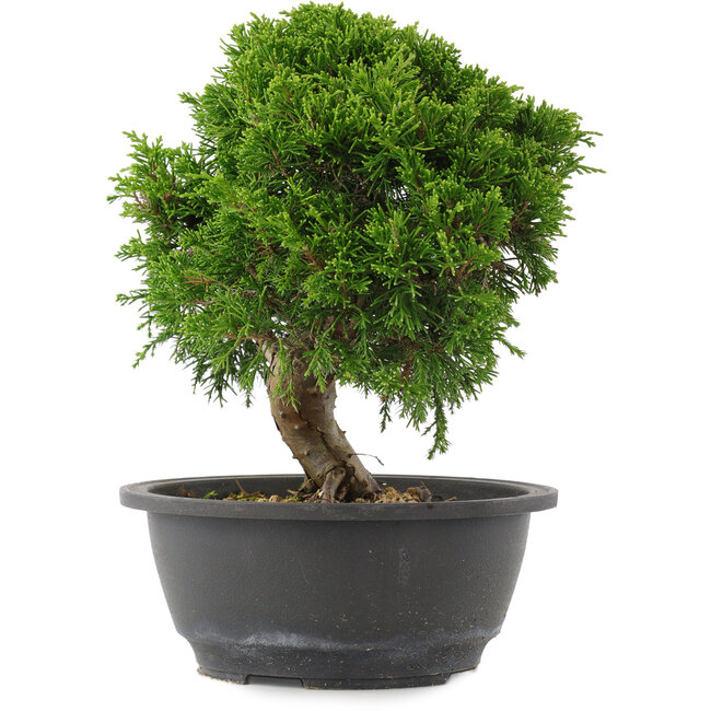 Juniperus chinensis, 23,5 cm, ± 15 years old