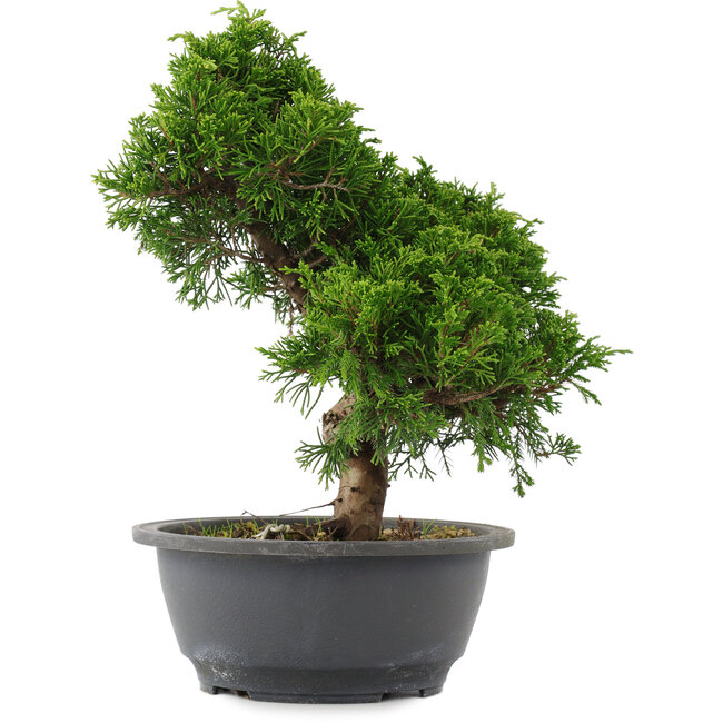 Juniperus chinensis, 27 cm, ± 15 years old