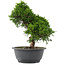 Juniperus chinensis, 27 cm, ± 15 jaar oud